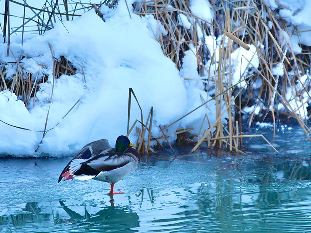Pato en paisaje de hielo en Las Rozas