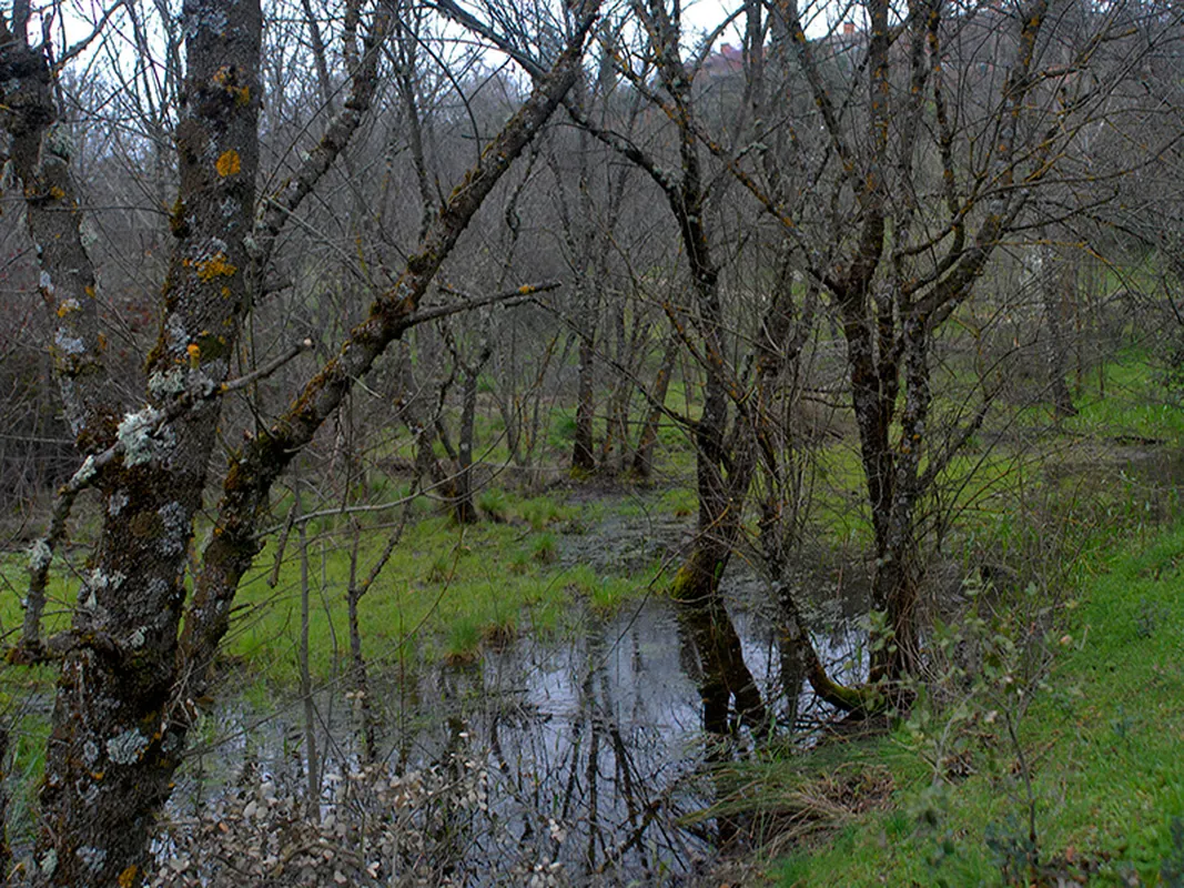 Bosque en Las Rozas