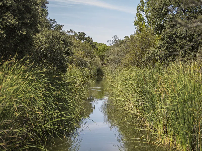 Canal del Guadarrama al paso por Las Rozas