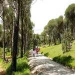 Naturaleza miniatura buscador