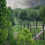 Naturaleza miniatura buscador
