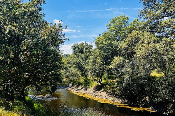Arroyo Finca Los Viales  - Daniela Puente Rodríguez