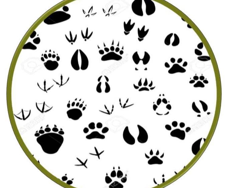 Atrapa tu Huella marzo 2026