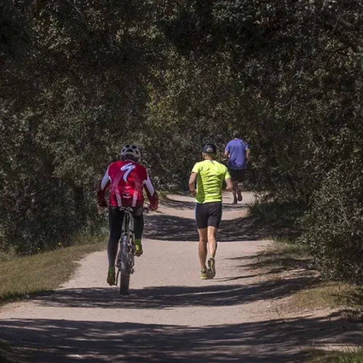 Vista de la ruta Single Track Pinar