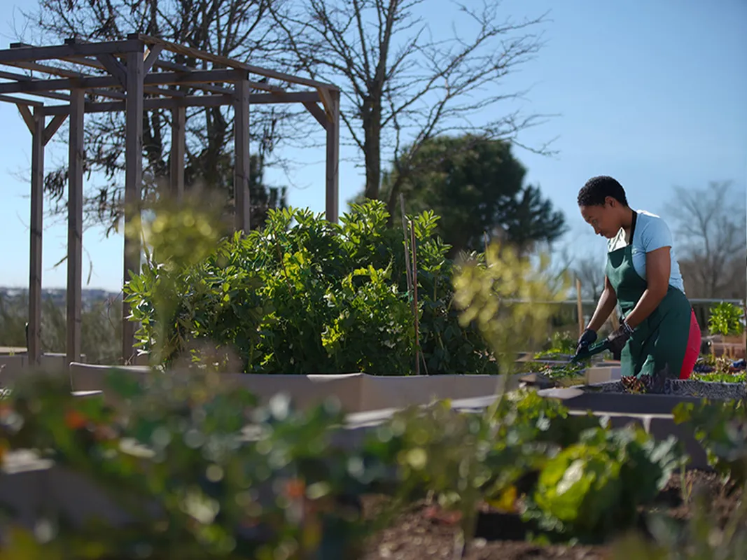 Huerto Urbano en la Finca La Talaverona de Las Rozas